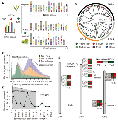 我室在茶樹基因組研究領(lǐng)域取得重要新突破，助力茶葉科學(xué)基礎(chǔ)研究與產(chǎn)業(yè)發(fā)展